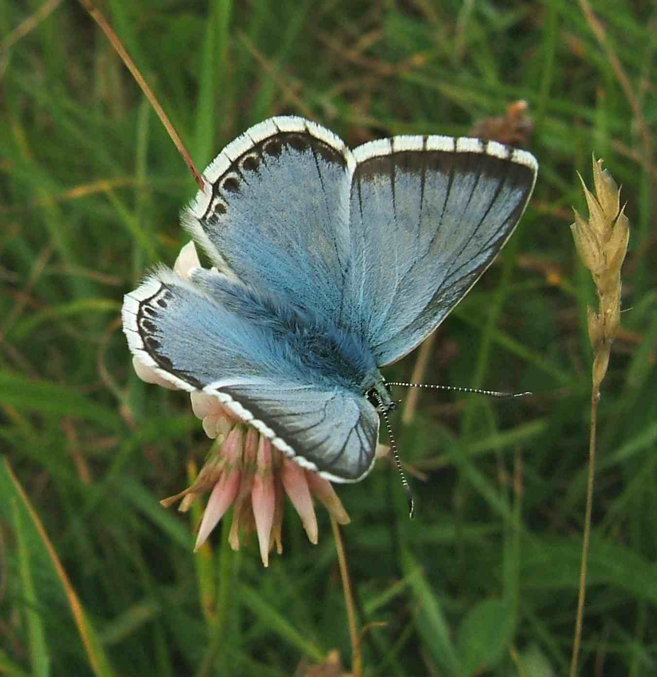 Polyommatus coridon Polyommatus coridon